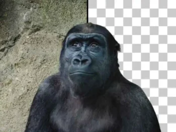 Confronto prima e dopo di un gorilla. A sinistra, il gorilla è fotografato con uno sfondo naturale di una parete rocciosa, mentre a destra lo sfondo è stato rimosso, lasciando solo il gorilla senza elementi di contorno.